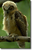 Black Hills Audubon Society
