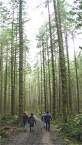 Capitol Forest
