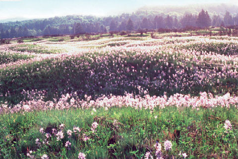 Mimi Mounds Area Natural Preserve