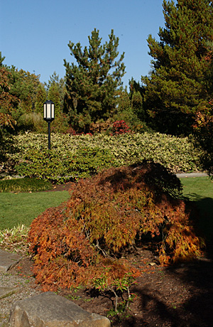 Yashiro Japanese Garden